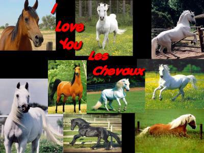 les chevaux